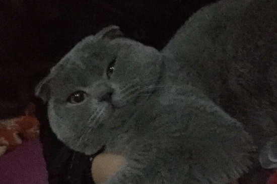 英短有折耳是不是不纯
