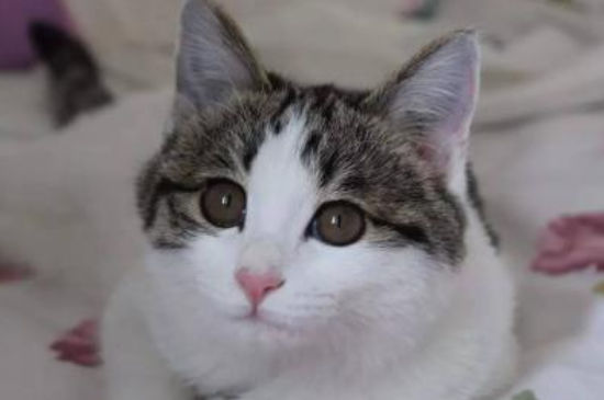猫为什么会得猫瘟