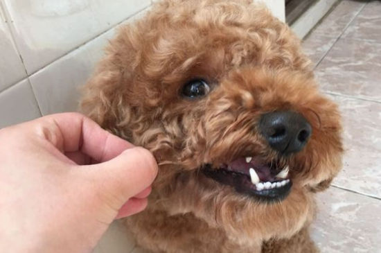 狗狗牙掉了怎么办，狗牙掉了还能长出来吗