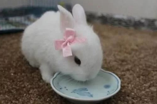 兔子尾巴有多长