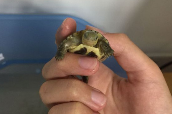 乌龟不吃东西怎么办