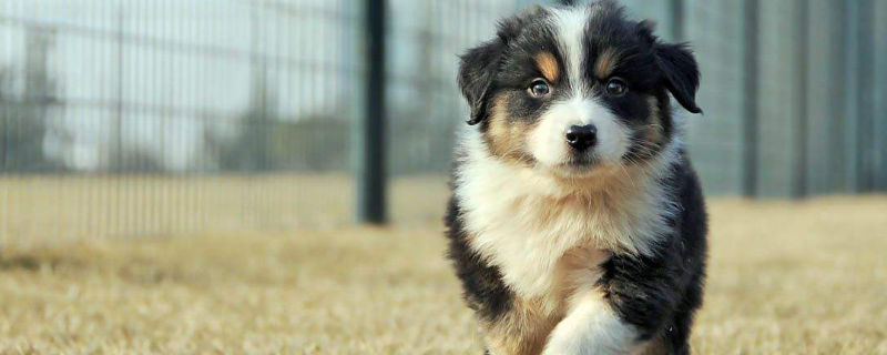 牧羊犬智商相当于几岁