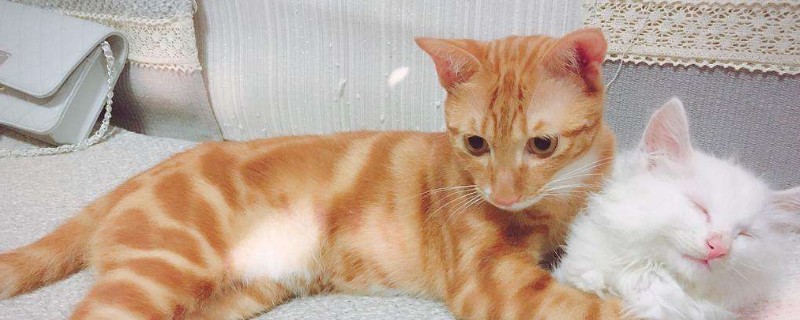 猫能吃蛋白吗