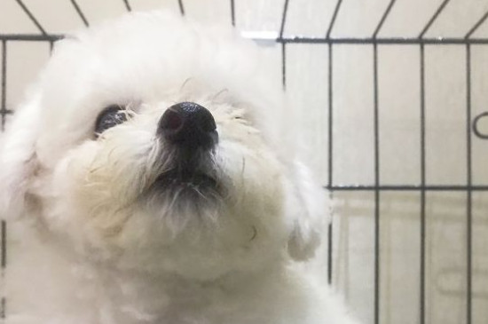 新手养比熊前应该准备什么