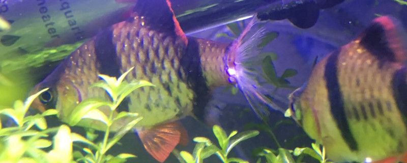 虎皮鱼能长多大