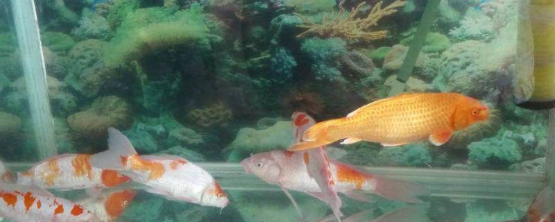 缸养锦鲤技巧