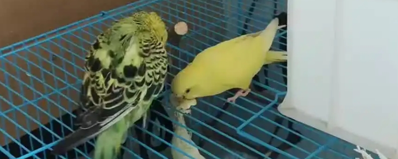鹦鹉踩背后多久下蛋