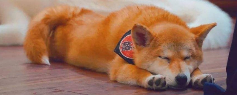 狗狗为什么会摆飞机耳