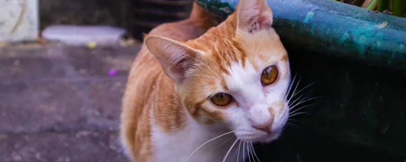 猫咪嗷呜嗷呜的叫