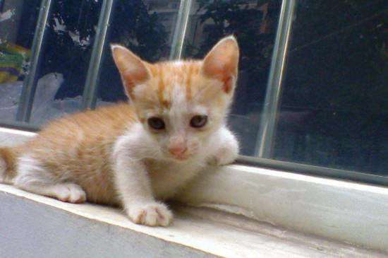 猫肾衰竭症状
