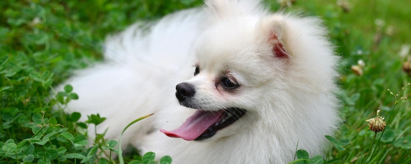 狗狗能吃香椿炒鸡蛋吗