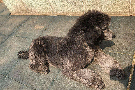 巨贵犬怎么看纯不纯，如何辨别巨贵是否纯种