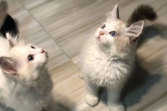猫咪疫苗一共要打几针