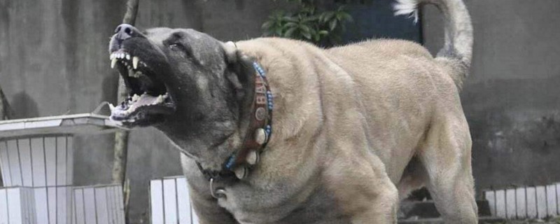 世界十大凶犬是哪十种