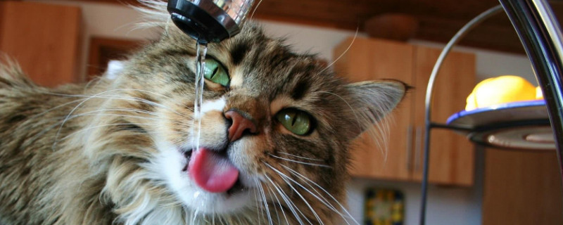 猫不喝水怎么办
