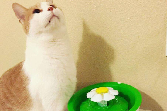 猫咪冻干怎么做