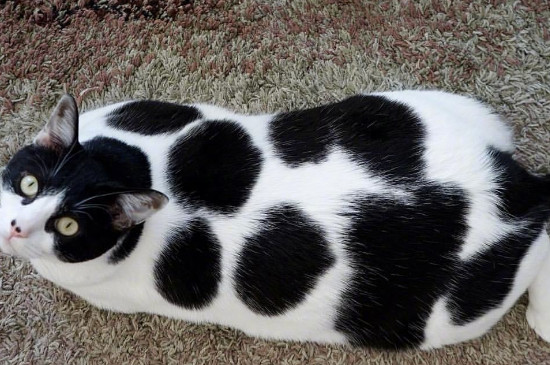 奶牛猫和土猫的区别