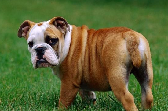 不养英国斗牛犬的理由
