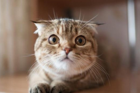 猫咪有弓形虫的表现