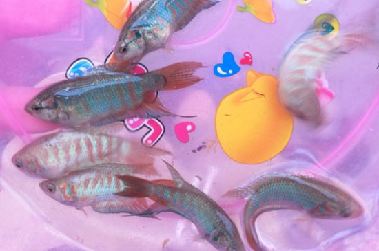 斗鱼吃什么