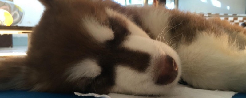狗干呕是怎么回事