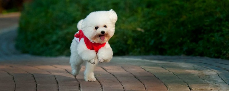 贵宾犬好养吗