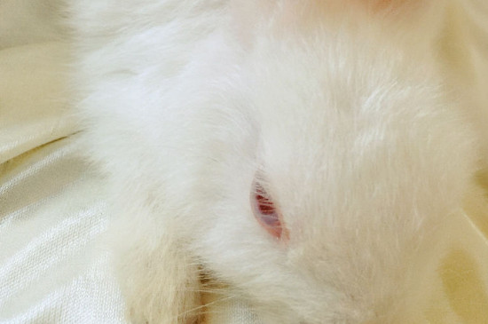 夏天怎么给兔子降温