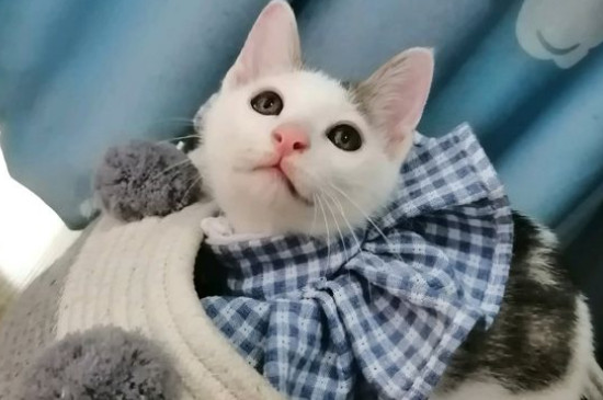 猫能喝牛奶吗