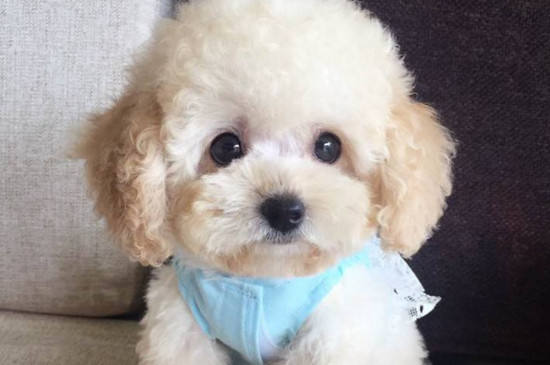 一只茶杯犬的价格，最便宜的至少要2000元左右