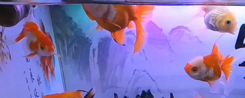 鱼晚上睡觉吗
