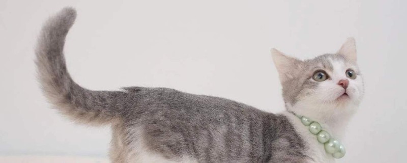 猫咪摇尾巴是什么意思