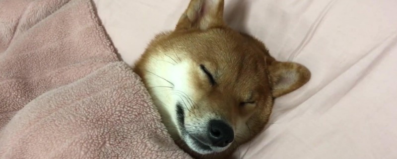 柴犬几个月开始补钙