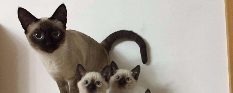 暹罗和蓝猫配出来是什么样