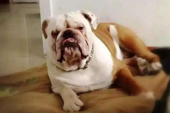 英国斗牛犬适合家养吗