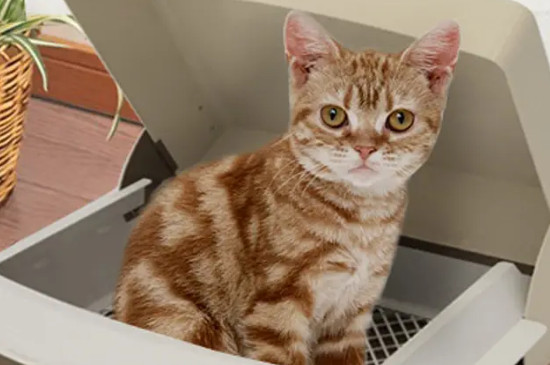 小猫便秘怎么办啊