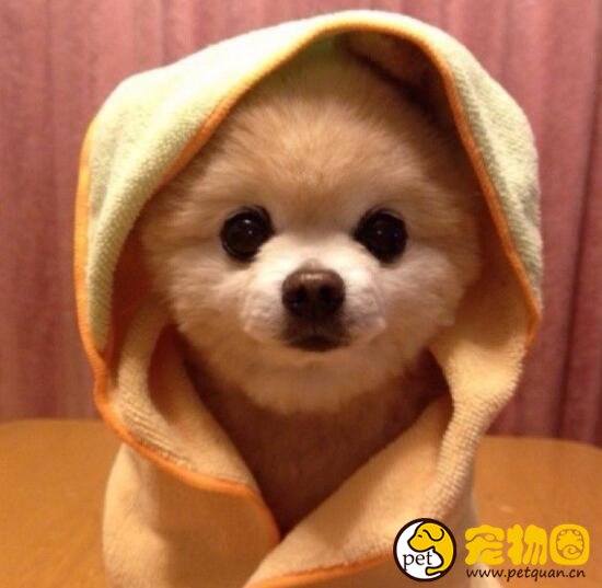 俊介犬是什么品种，体型超小的哈多利系博美犬(英系博美)