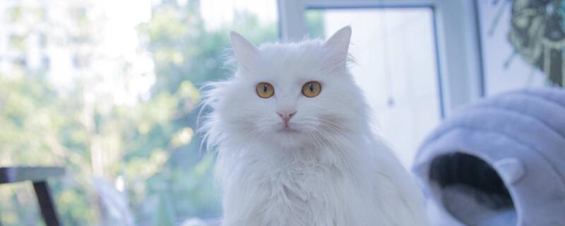 猫的呼噜声是什么意思，猫咪呼噜声代表什么