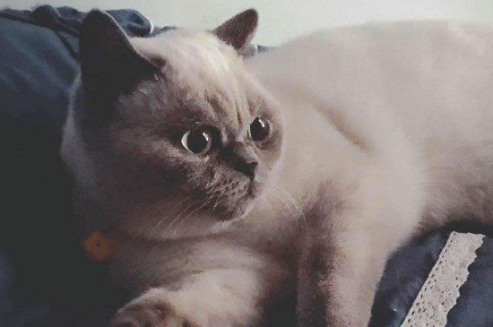 母猫乳房有硬块未生育