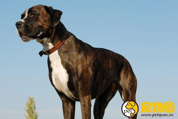 因为丑而冷门的拳师犬，实际上温顺又好养