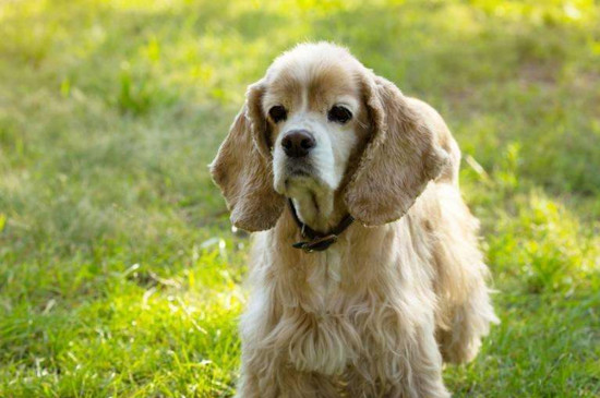 狂犬疫苗什么时候打
