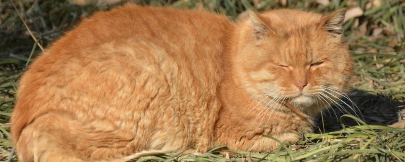 猫发怒的声音