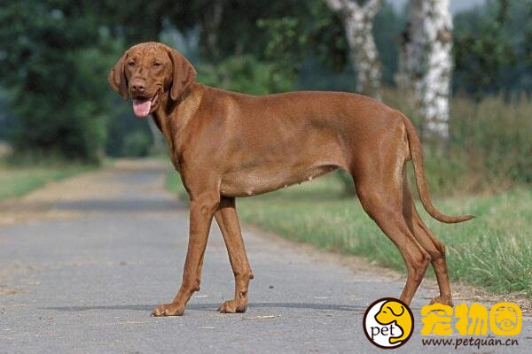 维兹拉是匈牙利国犬，举止优雅的短毛断尾猎犬