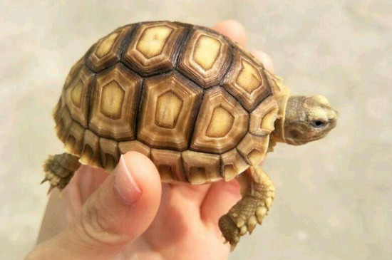 苏卡达结石症状