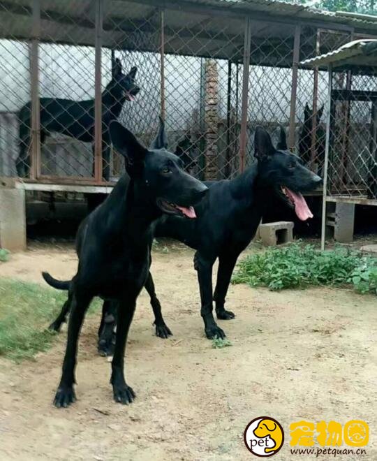 中国真正的猛犬黑狼犬，个头超大一口能咬下两斤肉