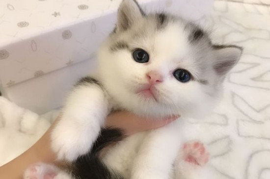 矮脚猫性格怎么样
