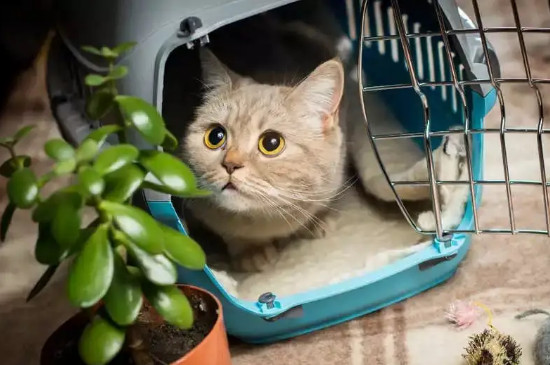 猫咪坐车注意事项