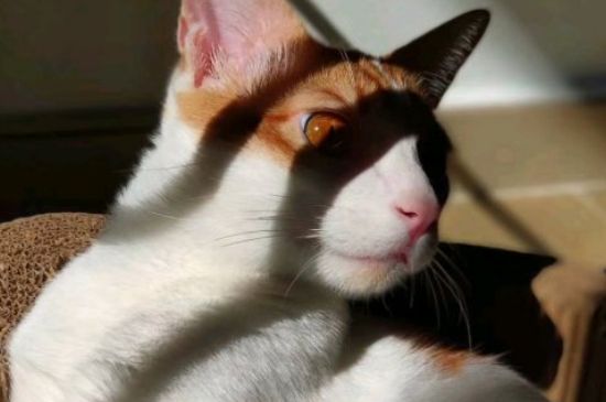 猫耳朵发炎怎么办