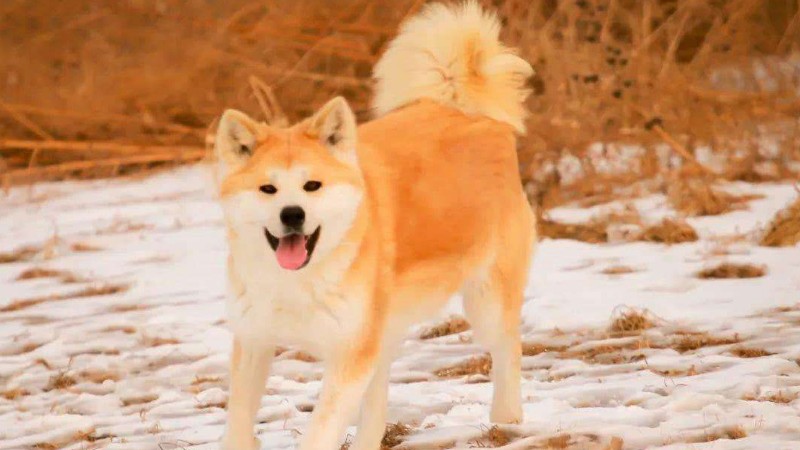 秋田犬和柴犬的区别
