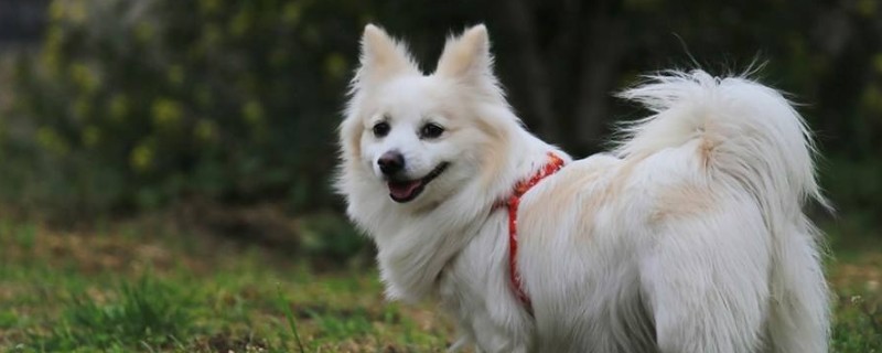 治愈犬是什么