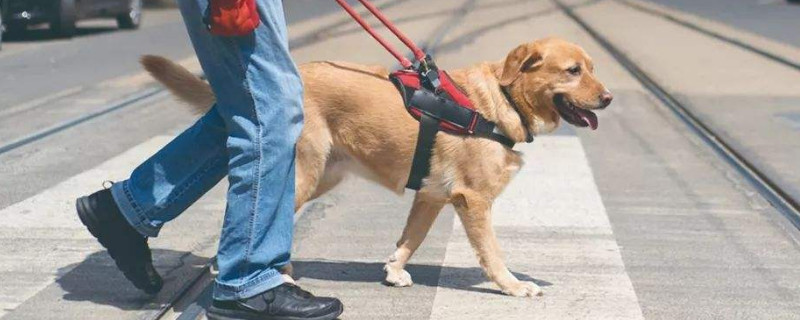 为什么导盲犬不能玩球